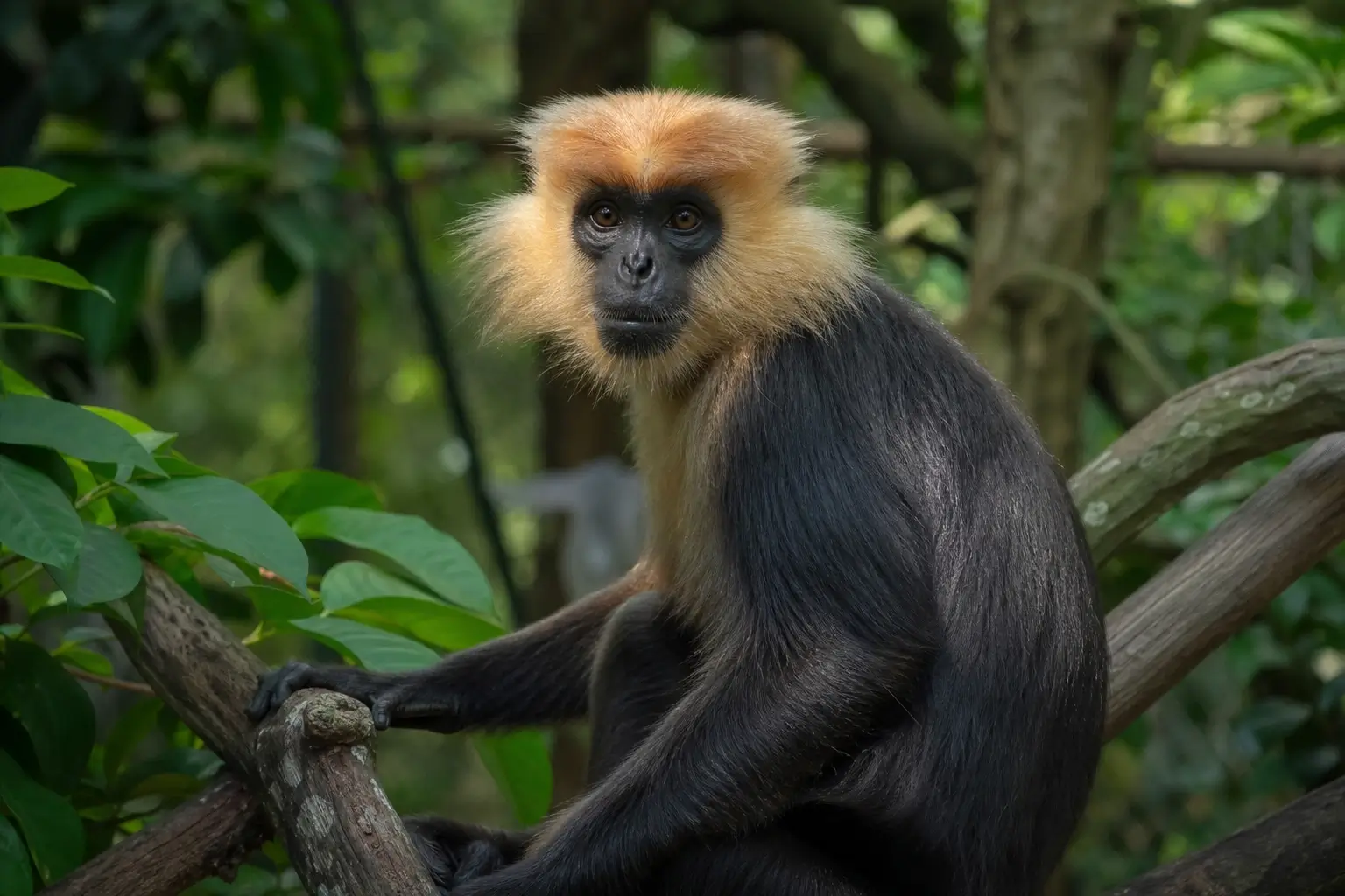 Golden-headed langur sitting on a tree branch in a green forest habitat in Vietnam