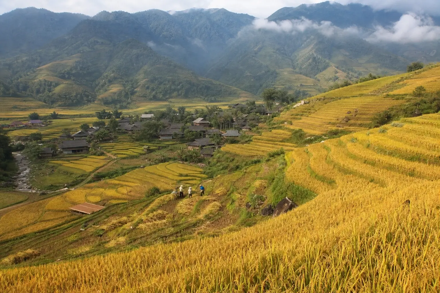 Golden Sapa rice terraces during harvest season with a mountain village in northern Vietnam