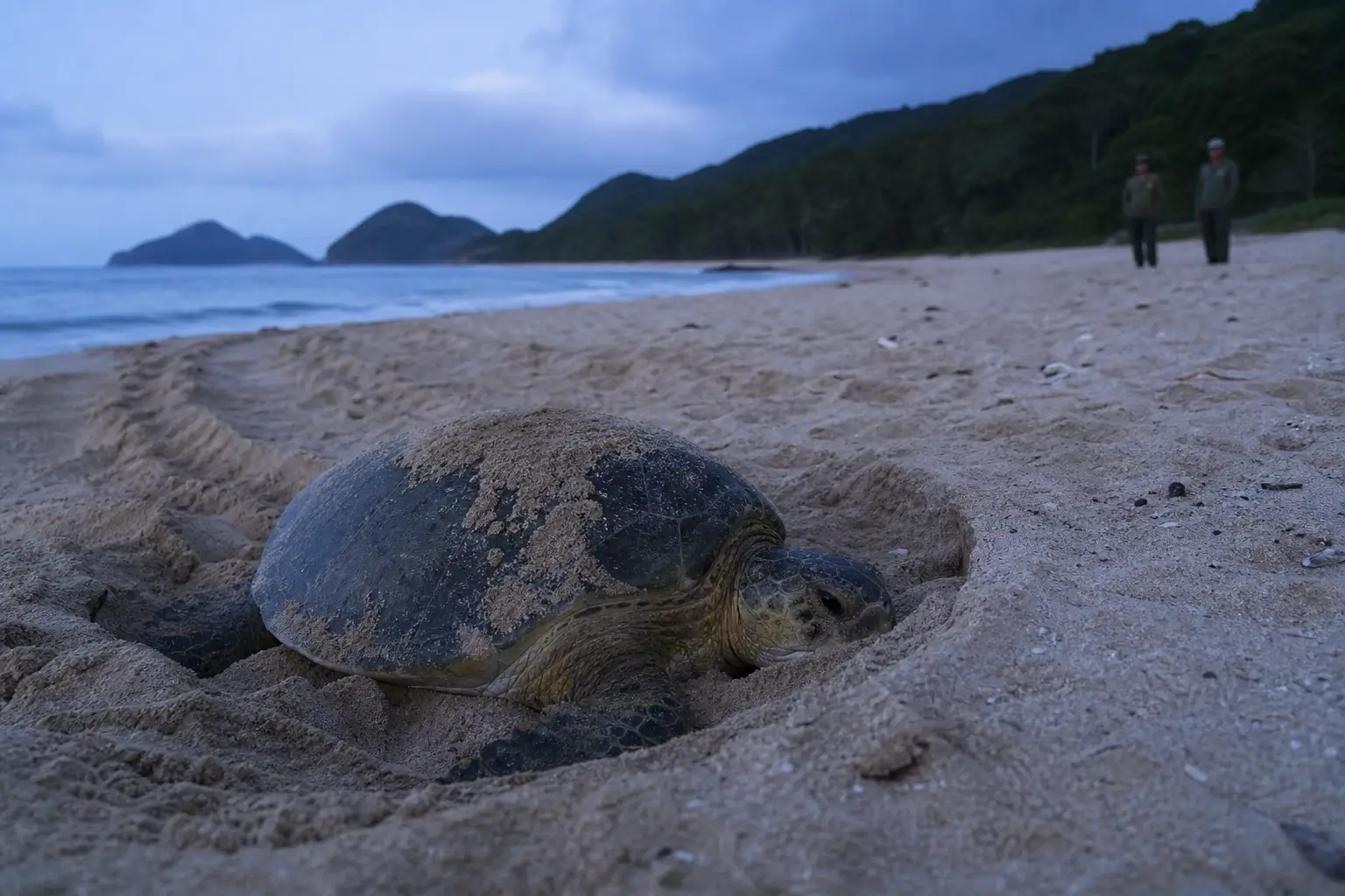 Green sea turtle nesting on Con Dao National Park beach at dusk in Vietnam