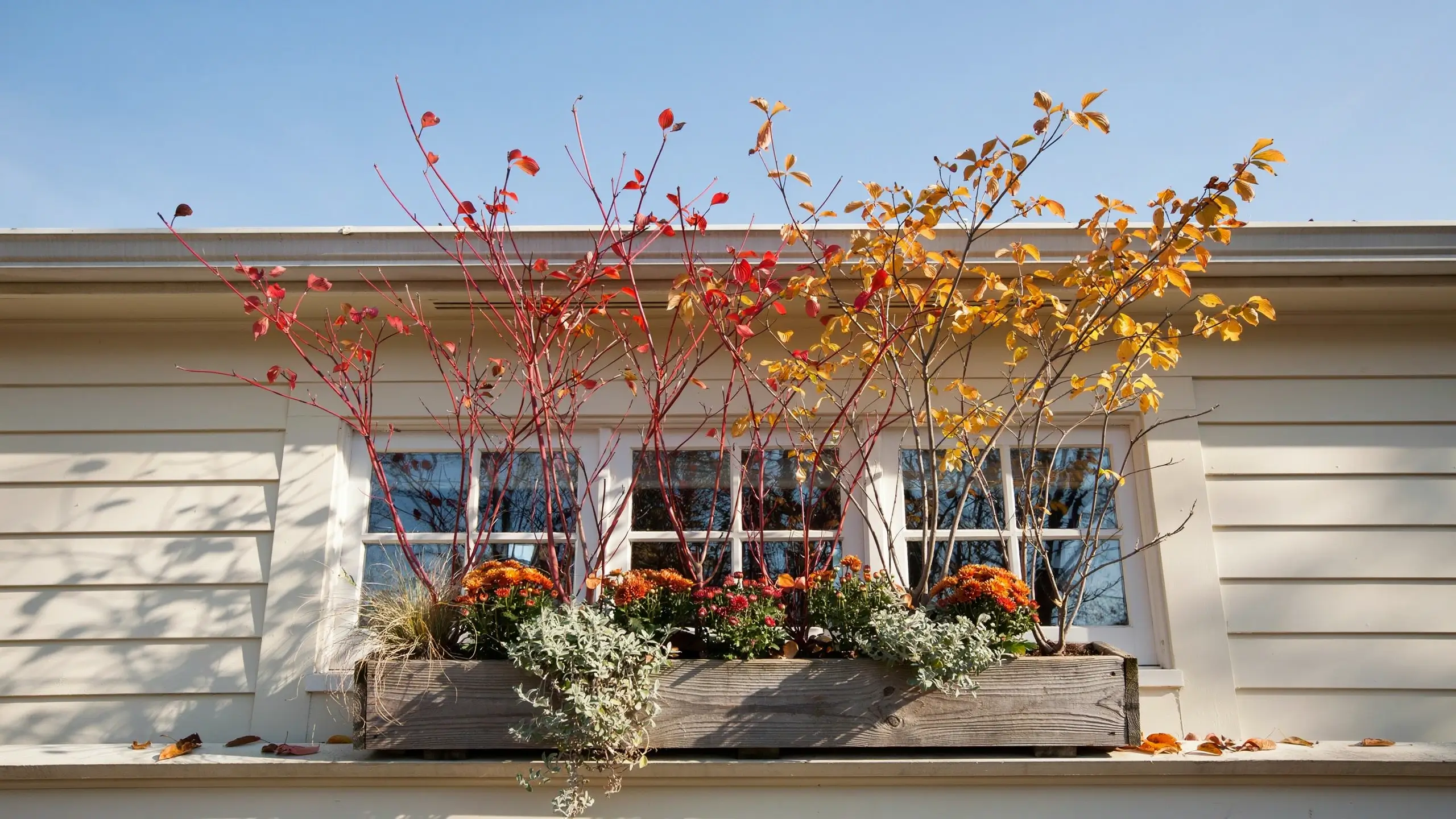 Outdoor fall window box with tall red twig dogwood branches, orange chrysanthemums, and trailing silver foliage mounted on a white framed window against cream house siding.