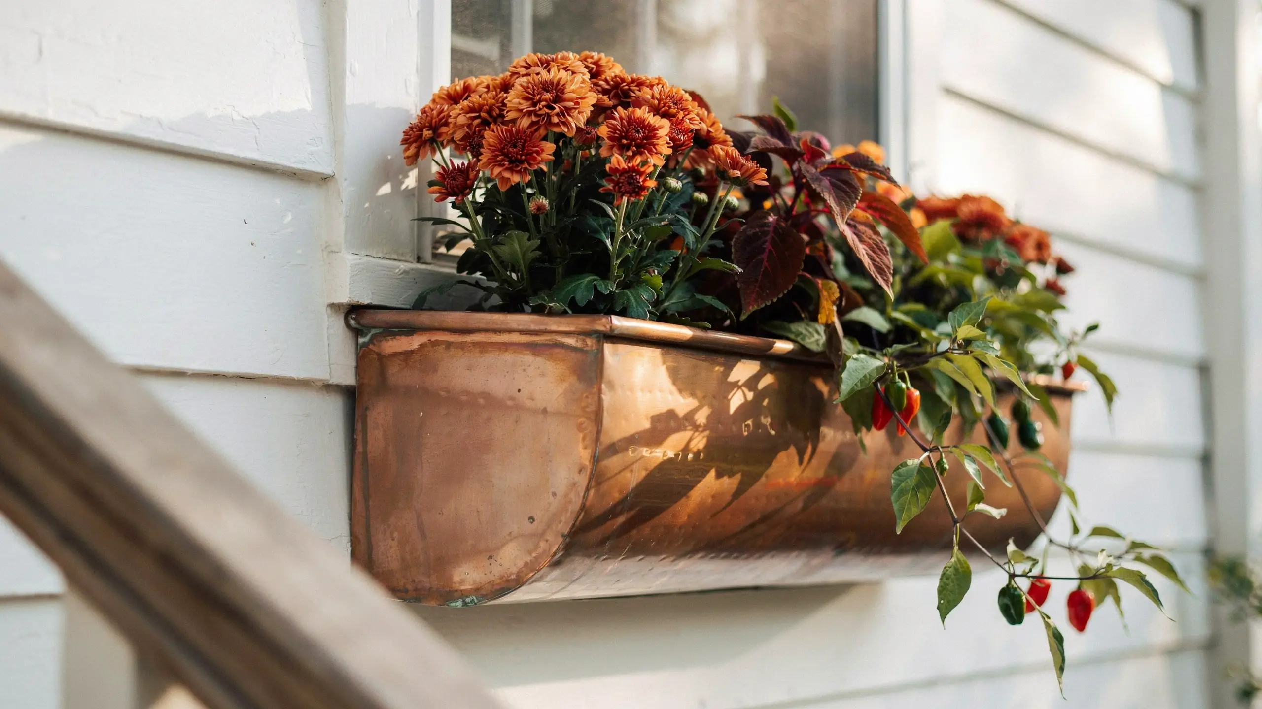 Copper window box mounted on white clapboard siding filled with bright orange autumn mums and cascading chili pepper plants.