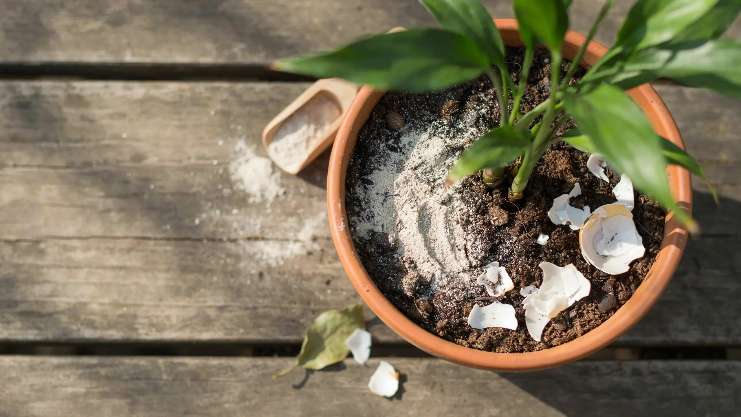 A top-down view of a potted green plant in a terracotta pot, featuring a homemade soil barrier made of crushed eggshells and white diatomaceous earth powder to naturally deter ground-dwelling pests and garden slugs