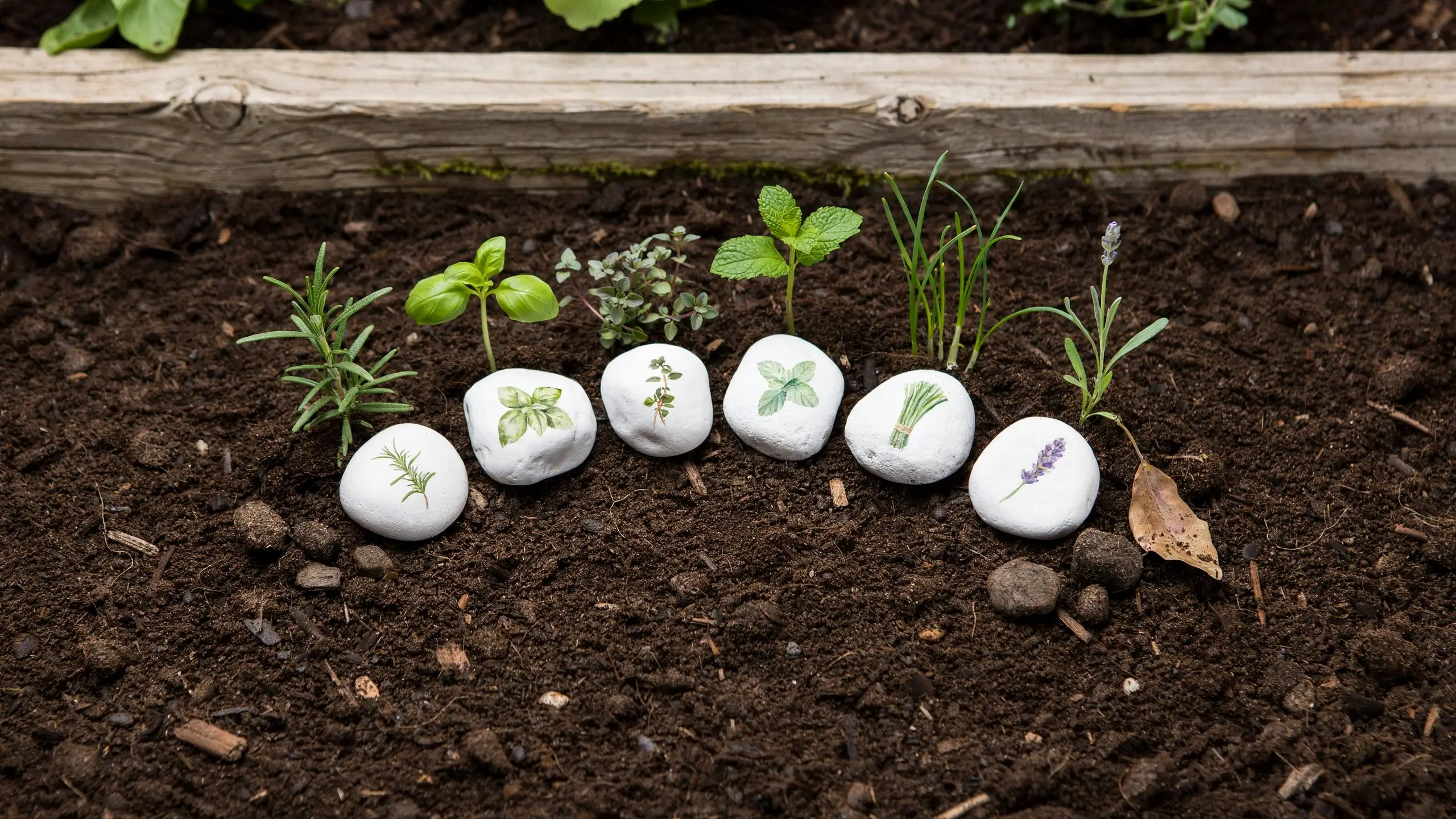 Painted white rock garden markers with hand-drawn herb illustrations placed next to rosemary, basil, thyme, mint, chives, and lavender seedlings in a raised garden bed. 