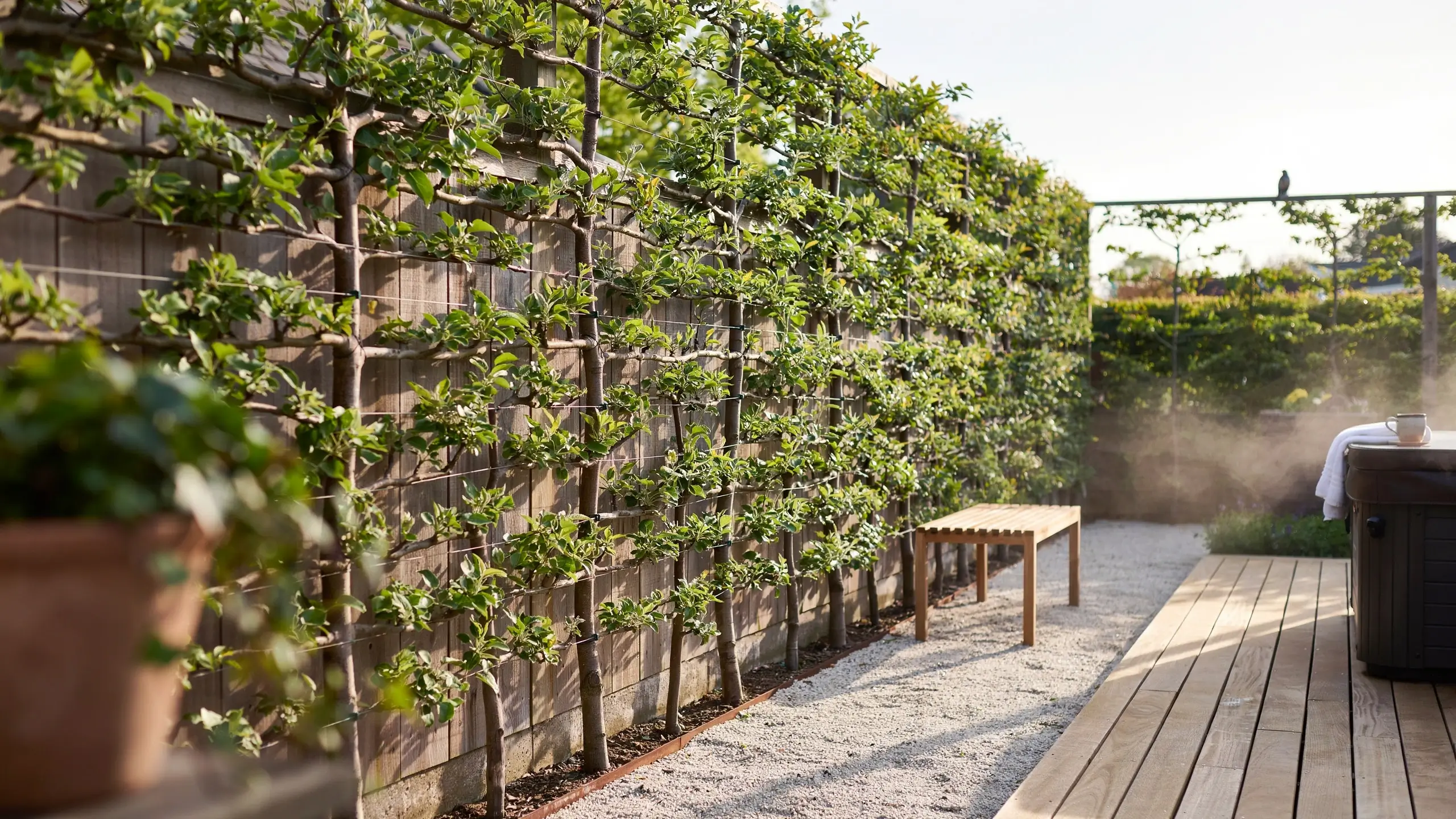 A dense row of espaliered fruit trees trained flat against a wooden privacy fence, forming a lush green living wall in a modern backyard garden.