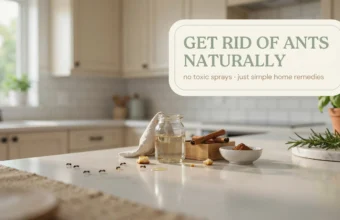 Natural ant repellent DIY setup on kitchen counter using cinnamon sticks, lemon, and rosemary.