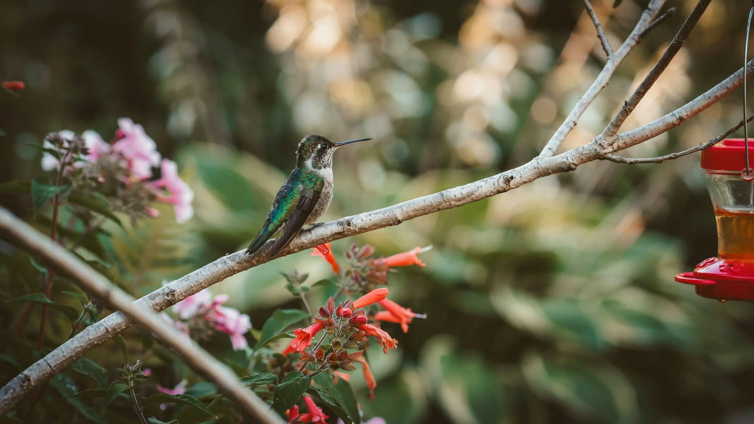 A green-backed hummingbird resting on a bare, light-colored branch in a garden, positioned beside a hanging red nectar feeder and blooming pinkish-red tubular flowers.
