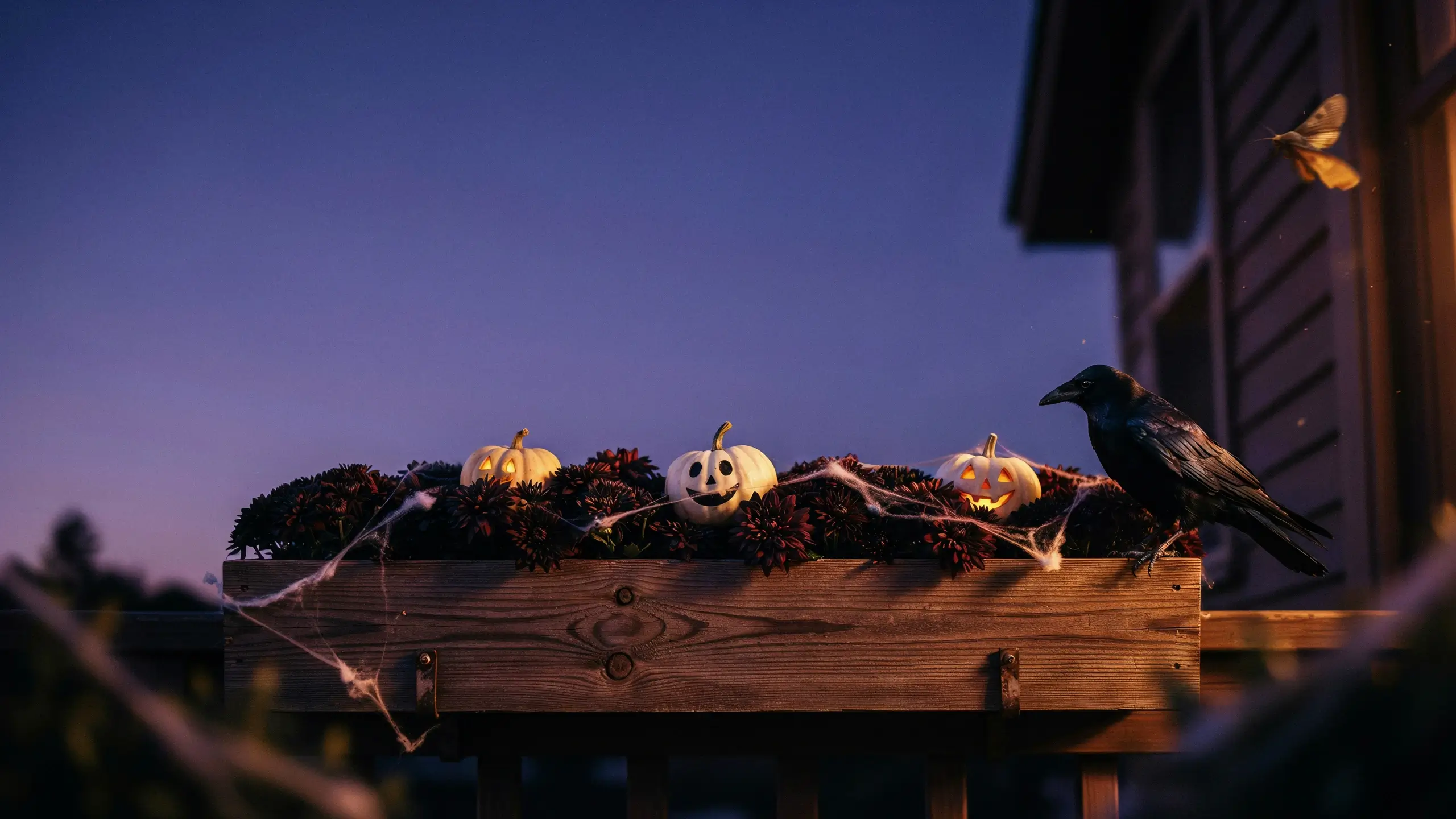 Wooden deck window box featuring dark red fall mums, glowing white jack-o'-lanterns, and spiderwebs, with a black crow perched on the railing at twilight.