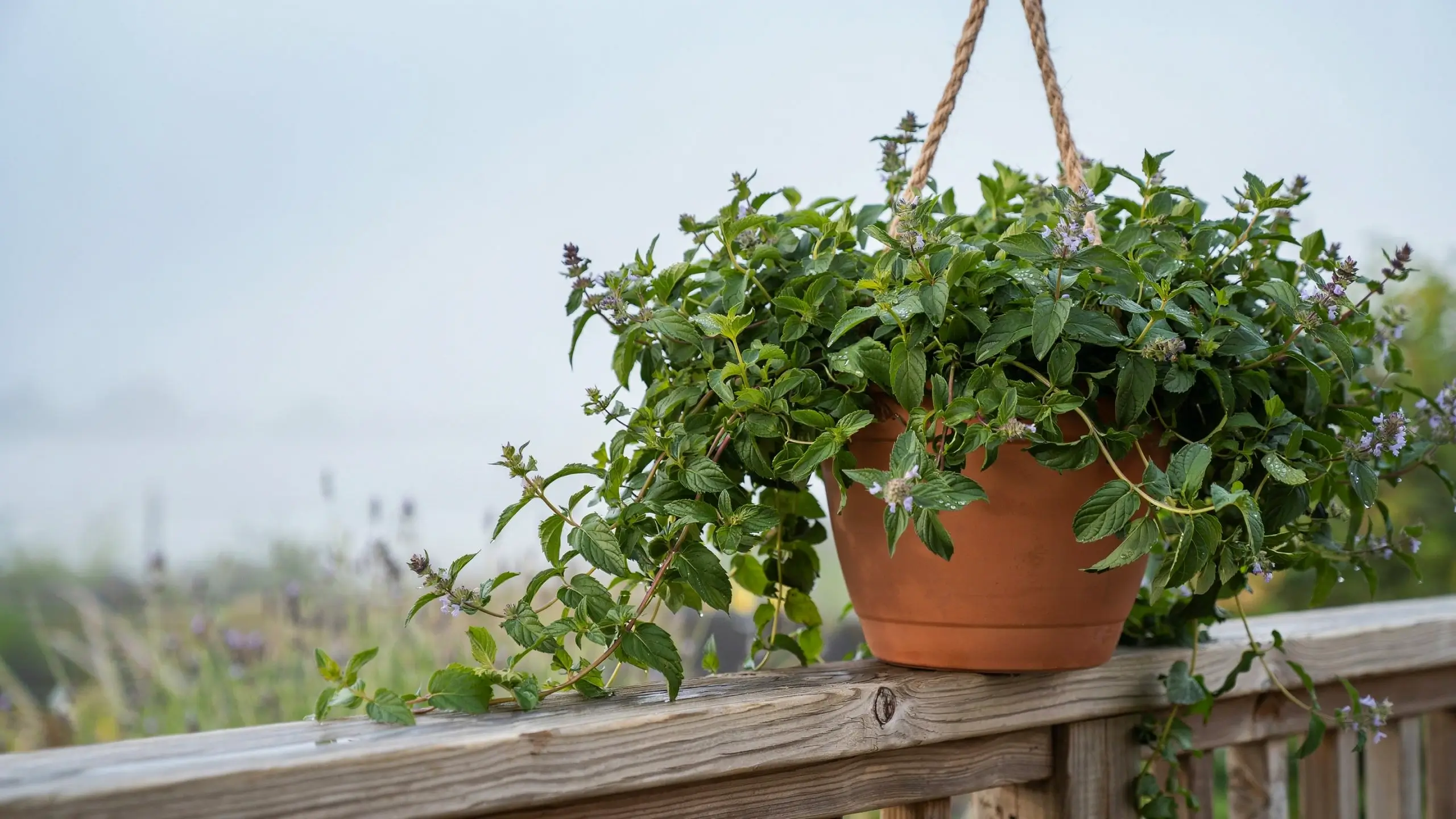 Hanging potted peppermint and spearmint herb plant with small purple flowers resting on a wooden deck railing in a misty outdoor garden setting. 