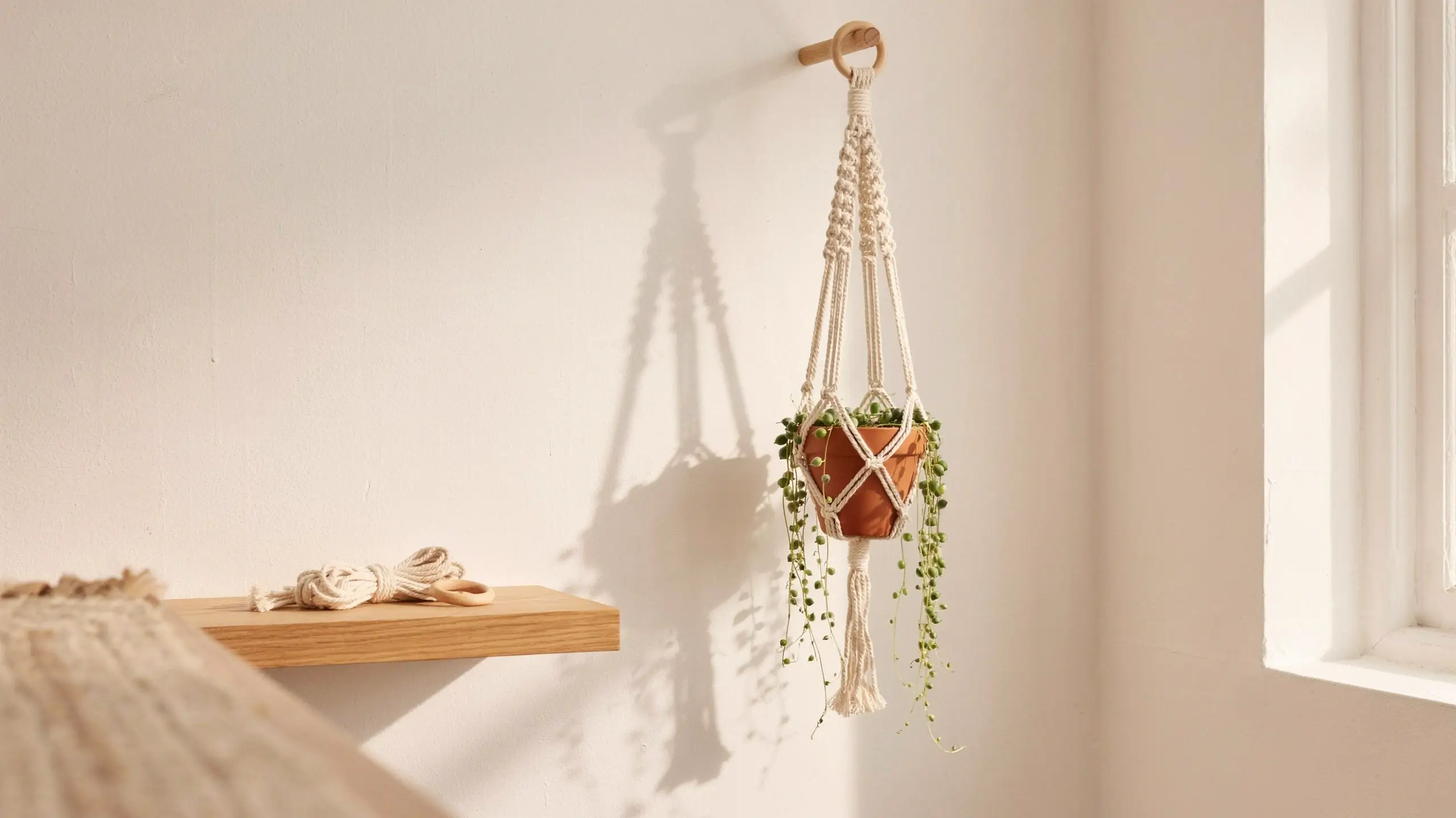 Mini macrame plant hanger holding a terracotta pot with trailing string of pearls succulent on a white wall. 