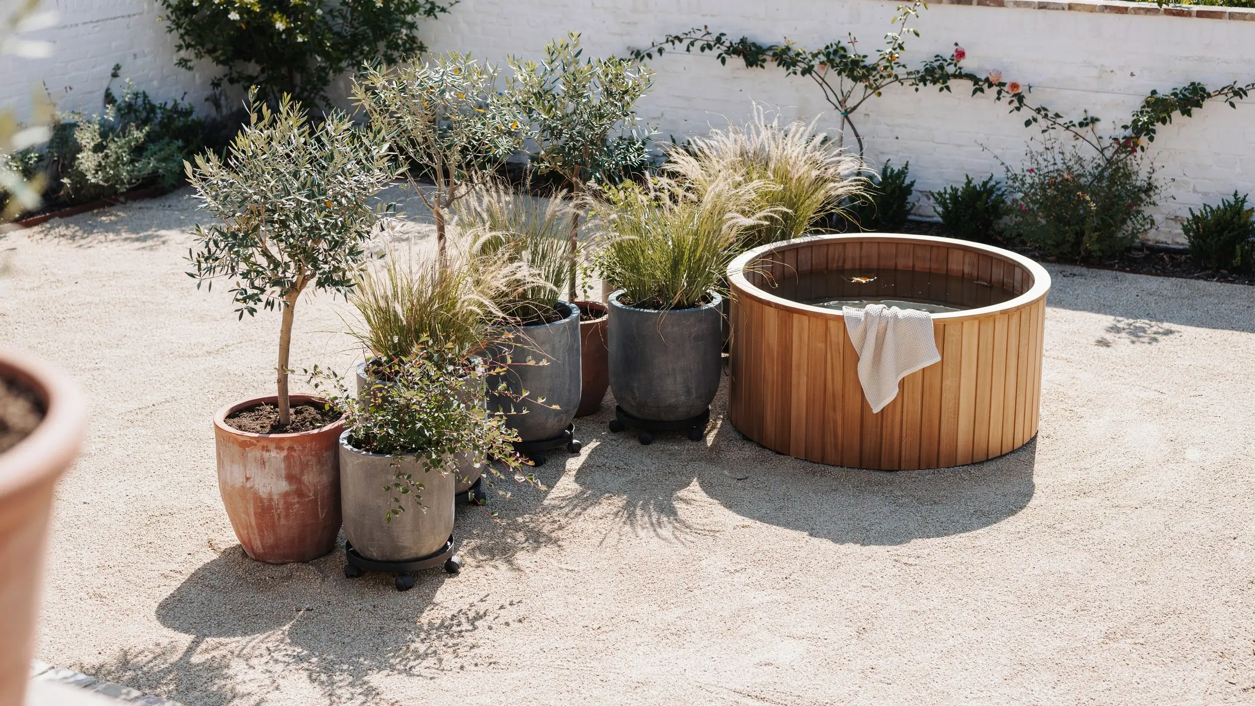 Group of large potted plants including an olive tree and ornamental grasses on rolling caddies, acting as a movable privacy screen next to a wooden outdoor soaking tub in a sunlit backyard