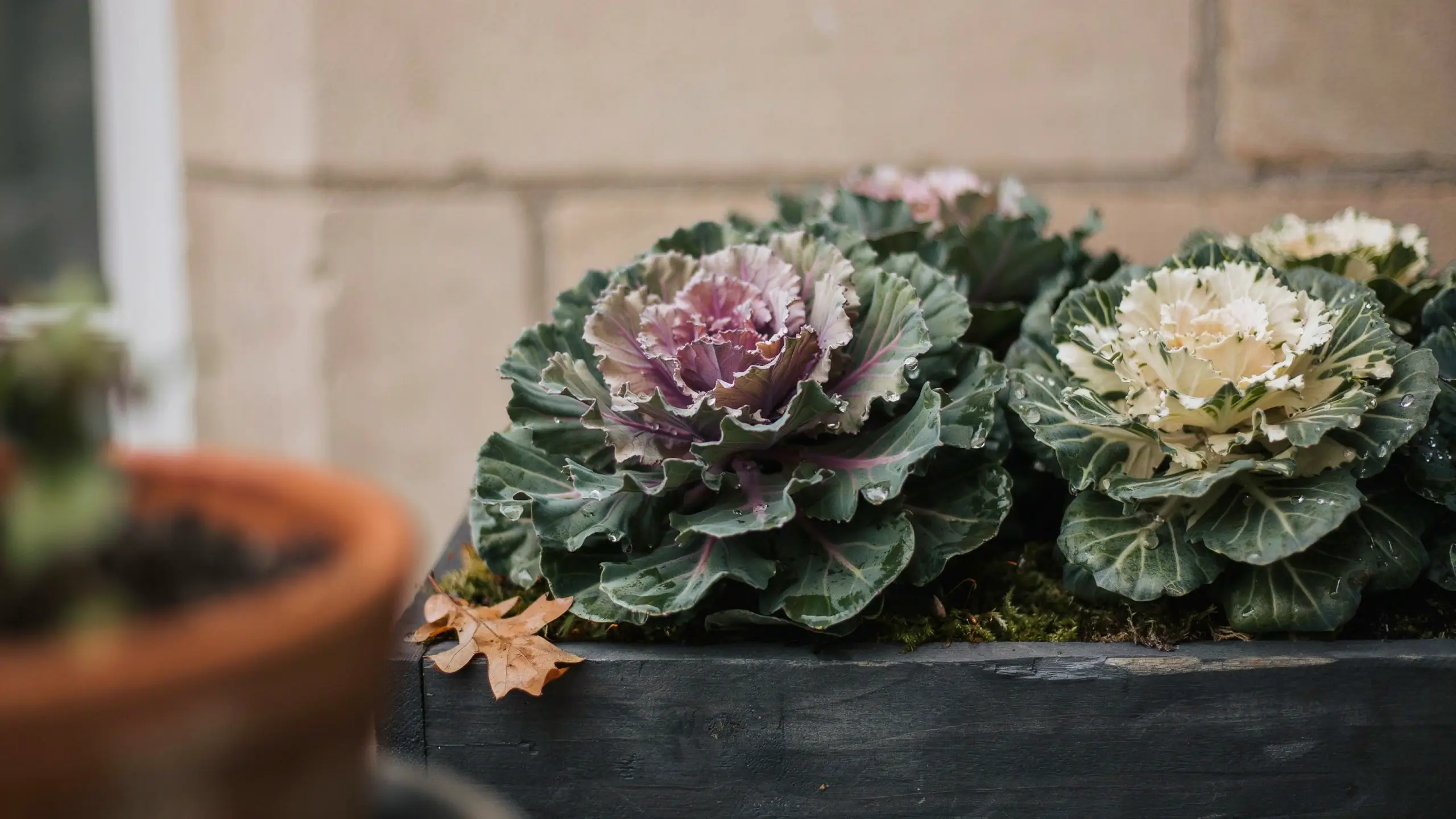 Close-up of pink and white ornamental kale and flowering cabbage with ruffled leaves and water droplets, planted in a dark wooden box with moss and a fallen autumn leaf against a light brick wall.