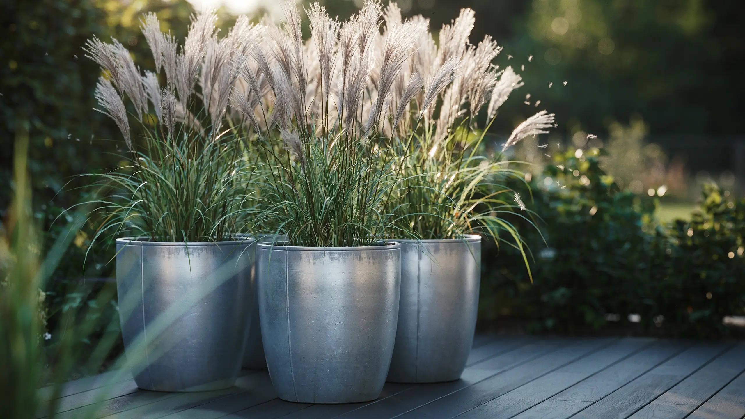 Three large silver galvanized planters with tall, feathery ornamental pampas grasses on a wooden outdoor deck. 