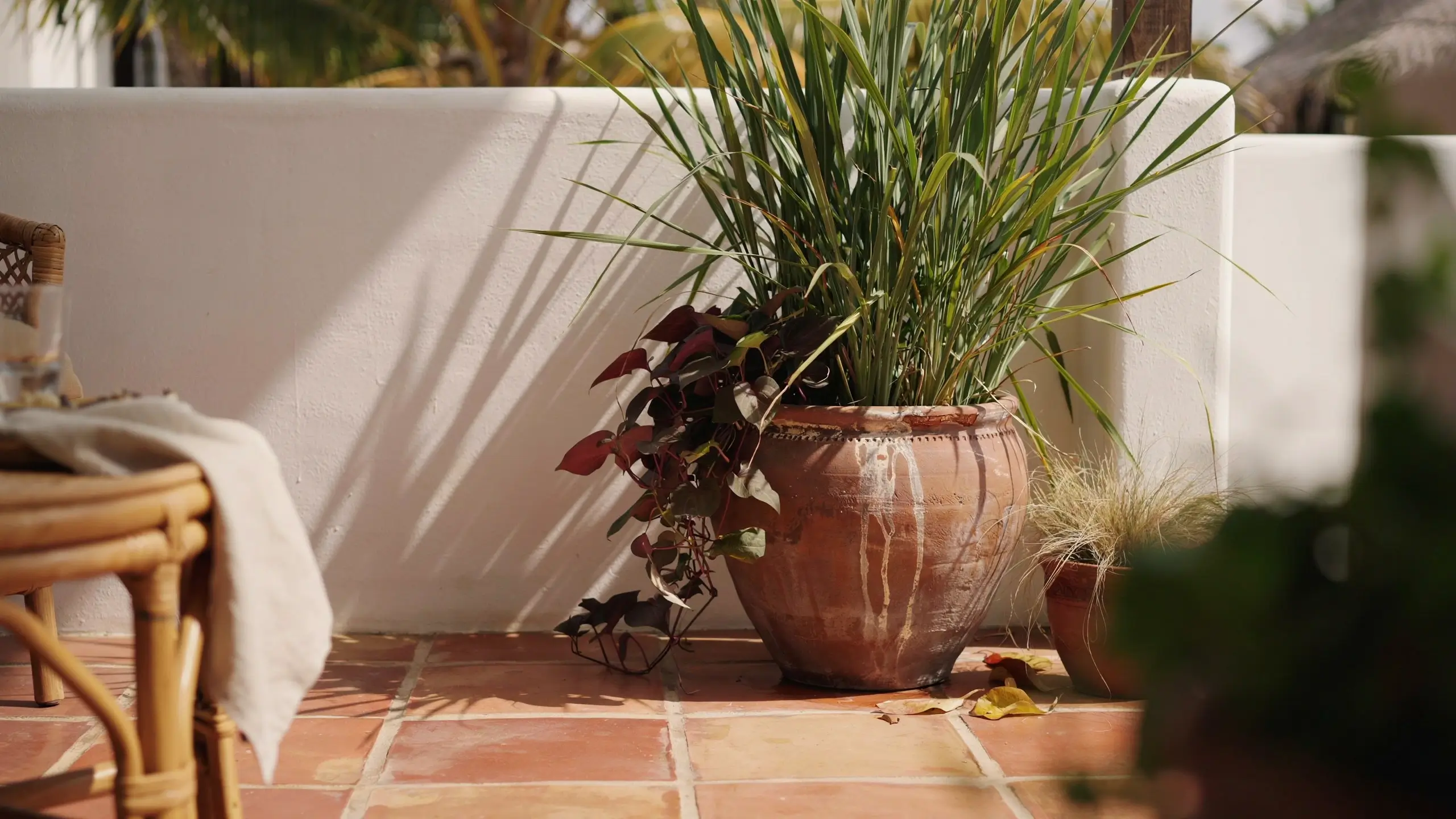 Potted lemongrass plant with reddish trailing foliage in a weathered terracotta planter on a sunny tiled patio with white stucco walls. 