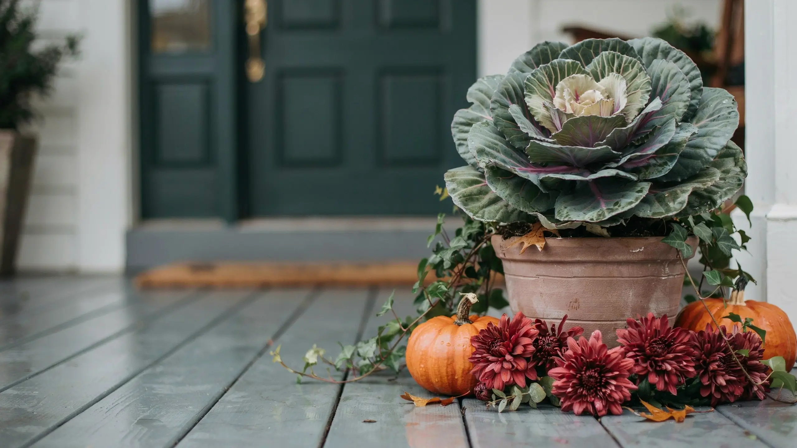 Alt Text: Fall porch display with persimmon pumpkins, plum-colored mums, ornamental cabbage and a dark green front door.