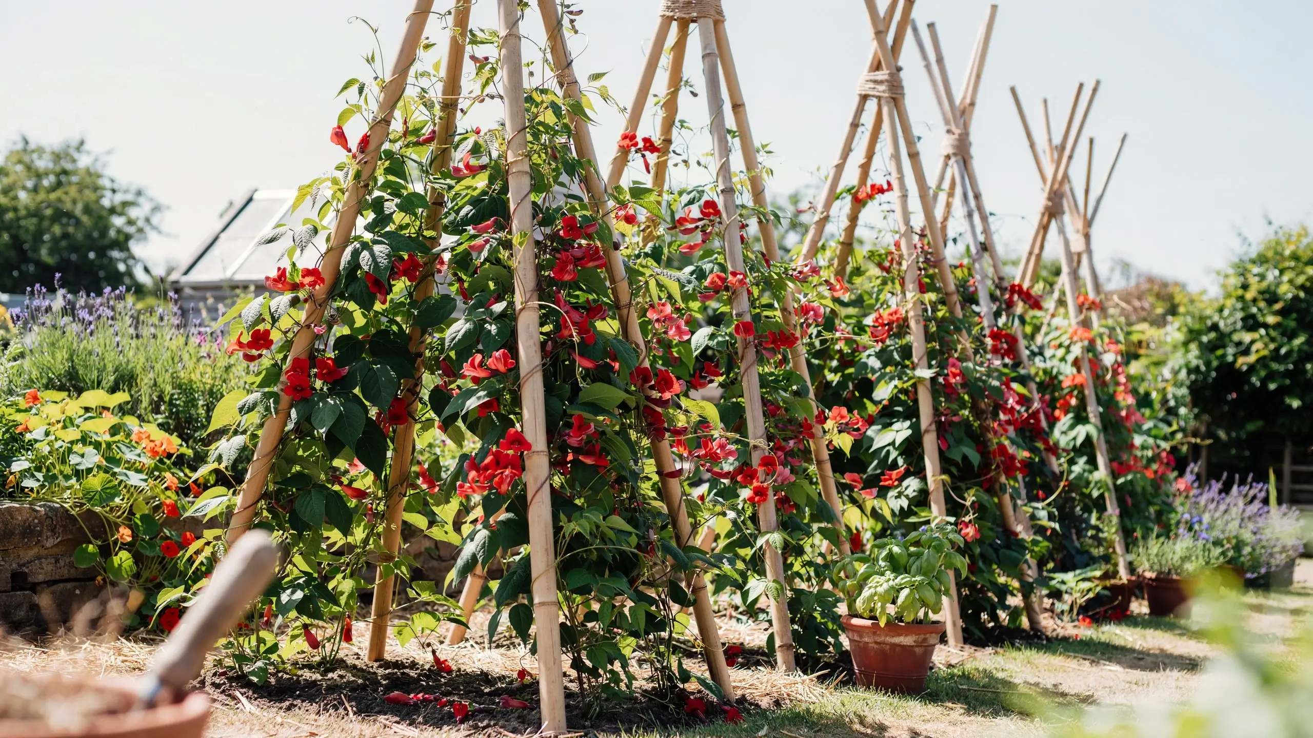 Bright red flowering annual climbing vines (Scarlet Runner Beans) growing on DIY bamboo teepee trellises in a sunlit home garden with a terracotta pot and gardening trowel in the foreground. 