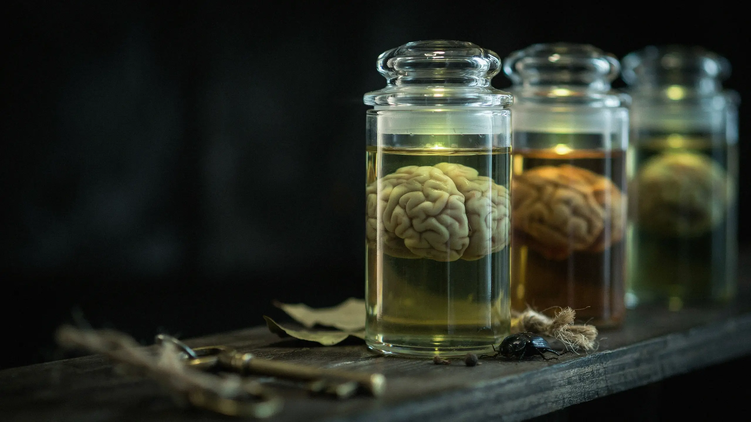 Three glass jars containing preserved human brain specimens in yellow preservative fluid, arranged on a rustic wooden shelf with a beetle and twine in a moody scientific laboratory setting. 