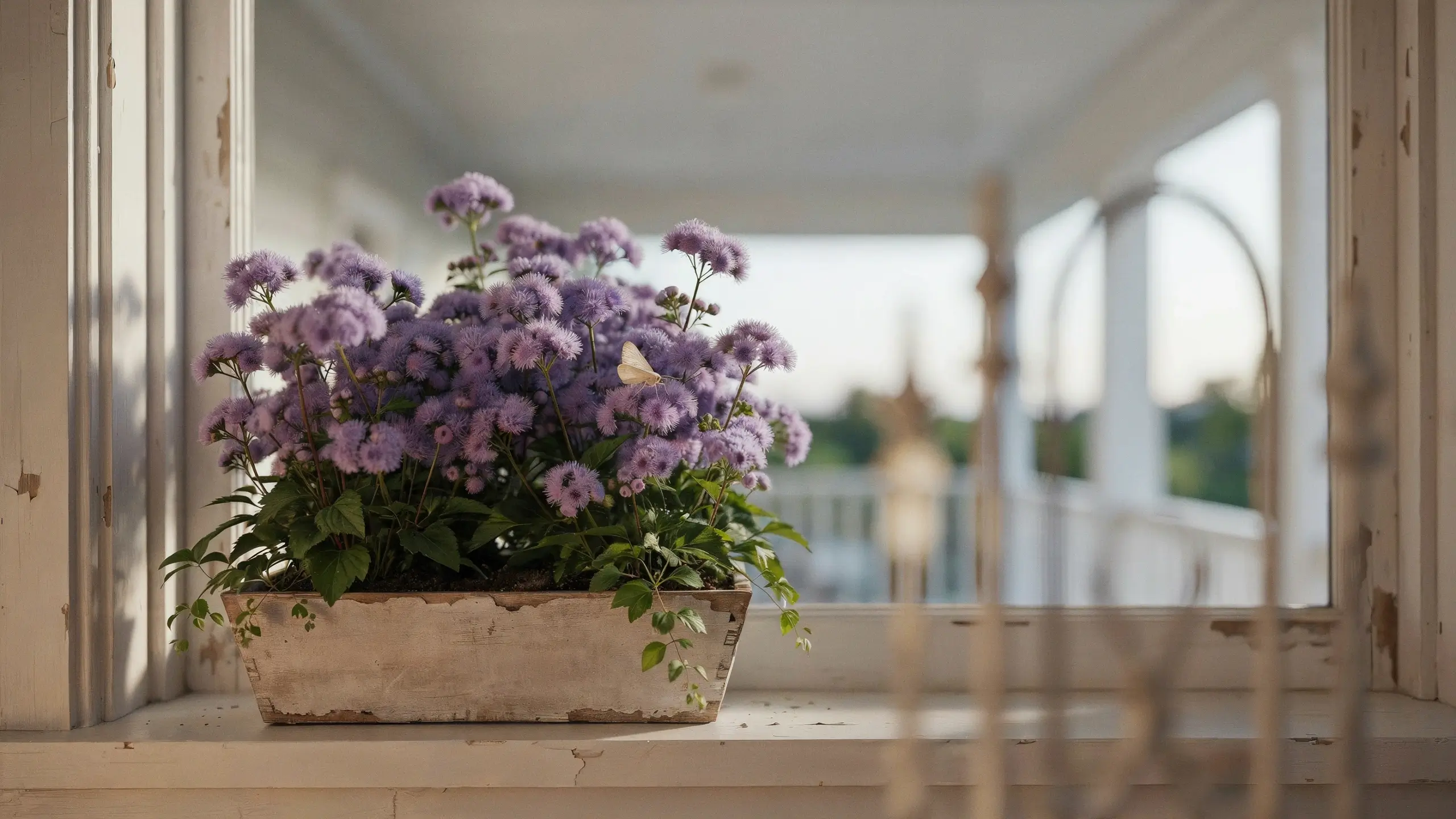 Potted purple Floss Flower (Ageratum houstonianum) with a pale butterfly resting on the blooms on a rustic, distressed white wooden windowsill. 