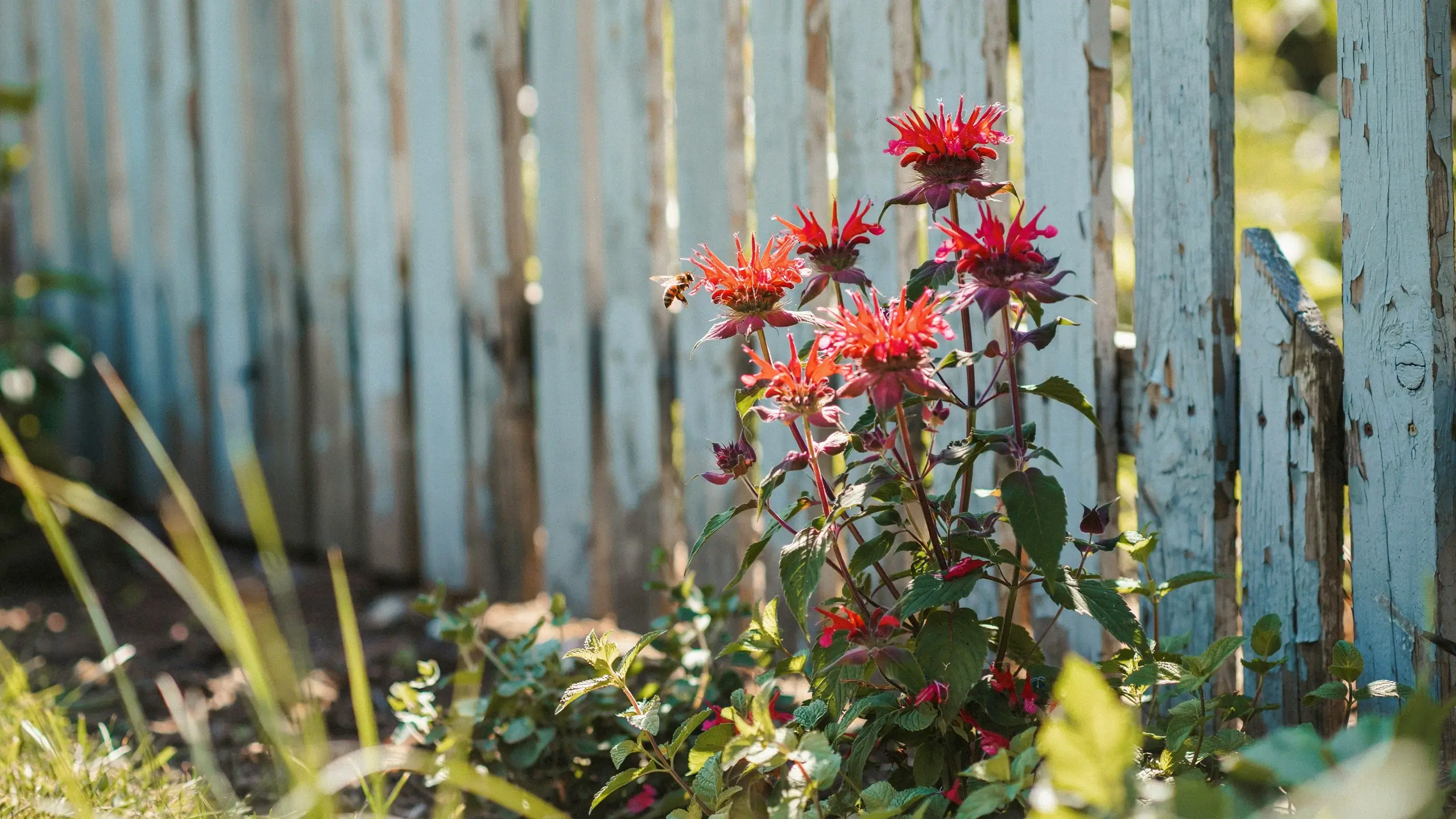 Red Bee Balm (Monarda) flowers blooming with a honeybee flying nearby, set against a rustic weathered white wooden fence in a sunny summer garden. 