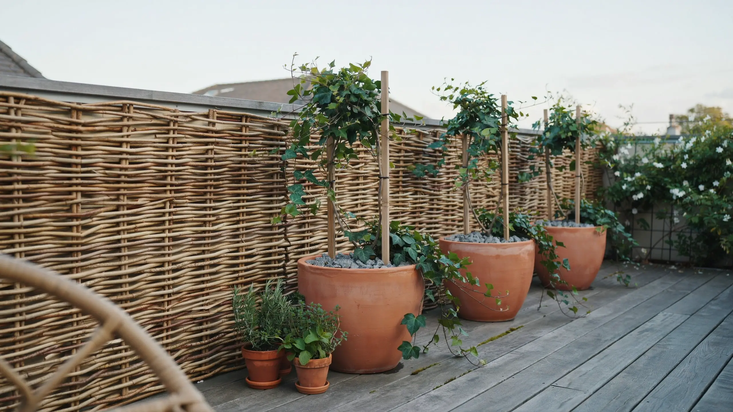 Woven willow or reed roll fence supported by three large weighted terracotta planters with climbing ivy vines on bamboo stakes, set on a wooden balcony deck with small herb pots in the foreground. 