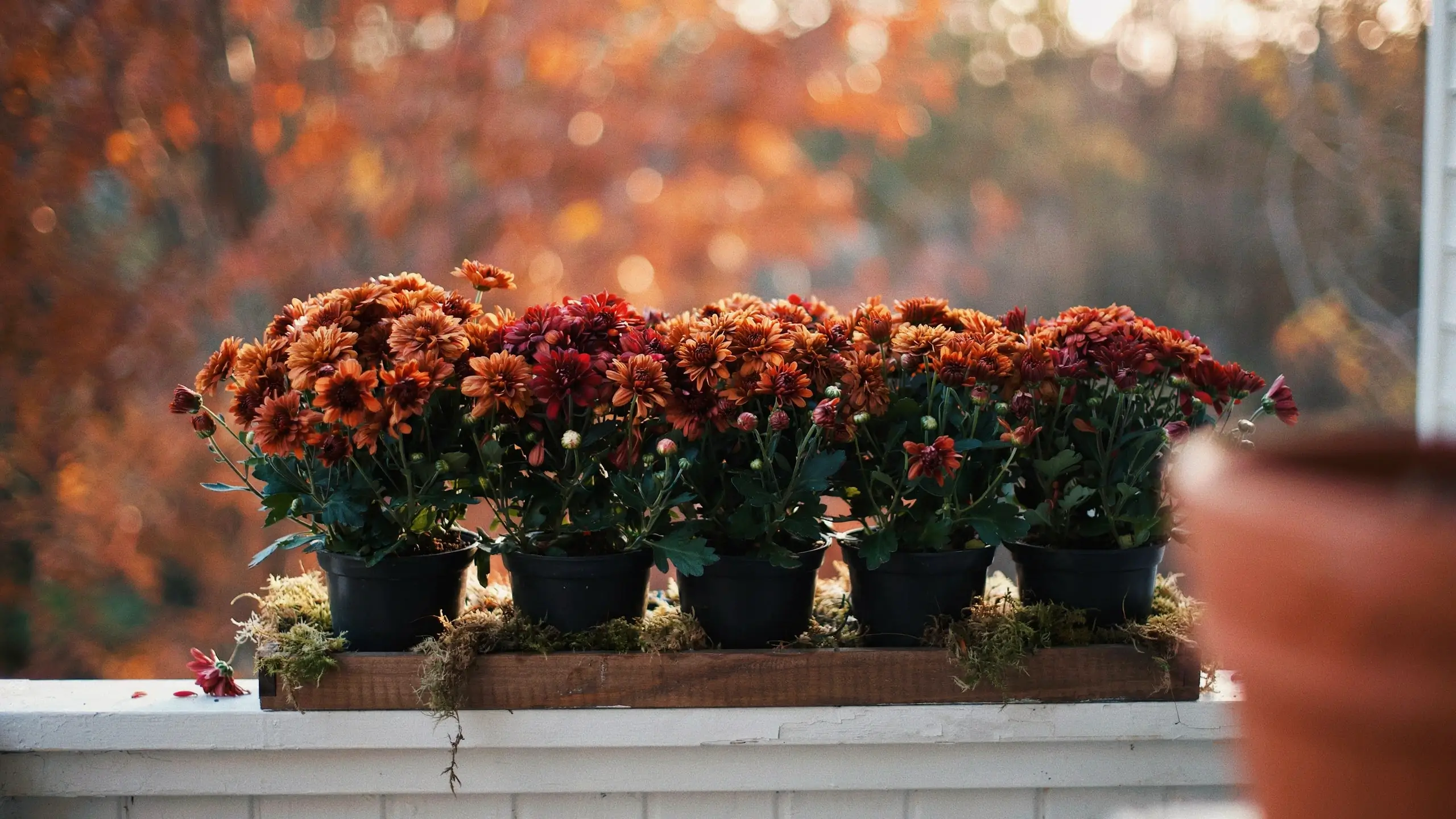 Potted fall mums in rust and deep red shades set in a mossy wooden tray on a white outdoor ledge against a blurred autumn foliage background.
