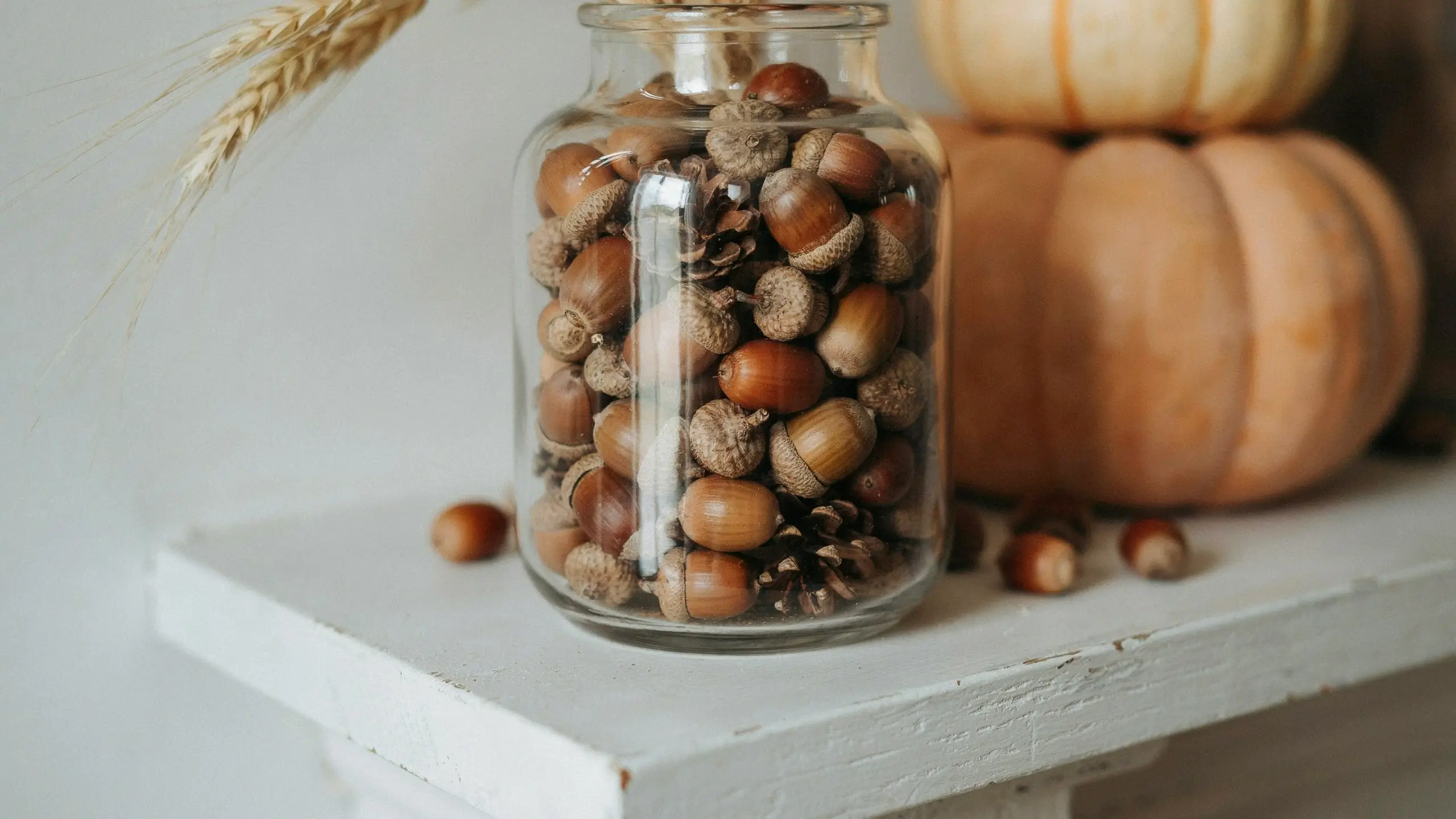 Glass apothecary jar filled with natural brown acorns and small pinecones on a white wooden shelf, styled with stacked pumpkins and dried wheat for rustic autumn home decor.