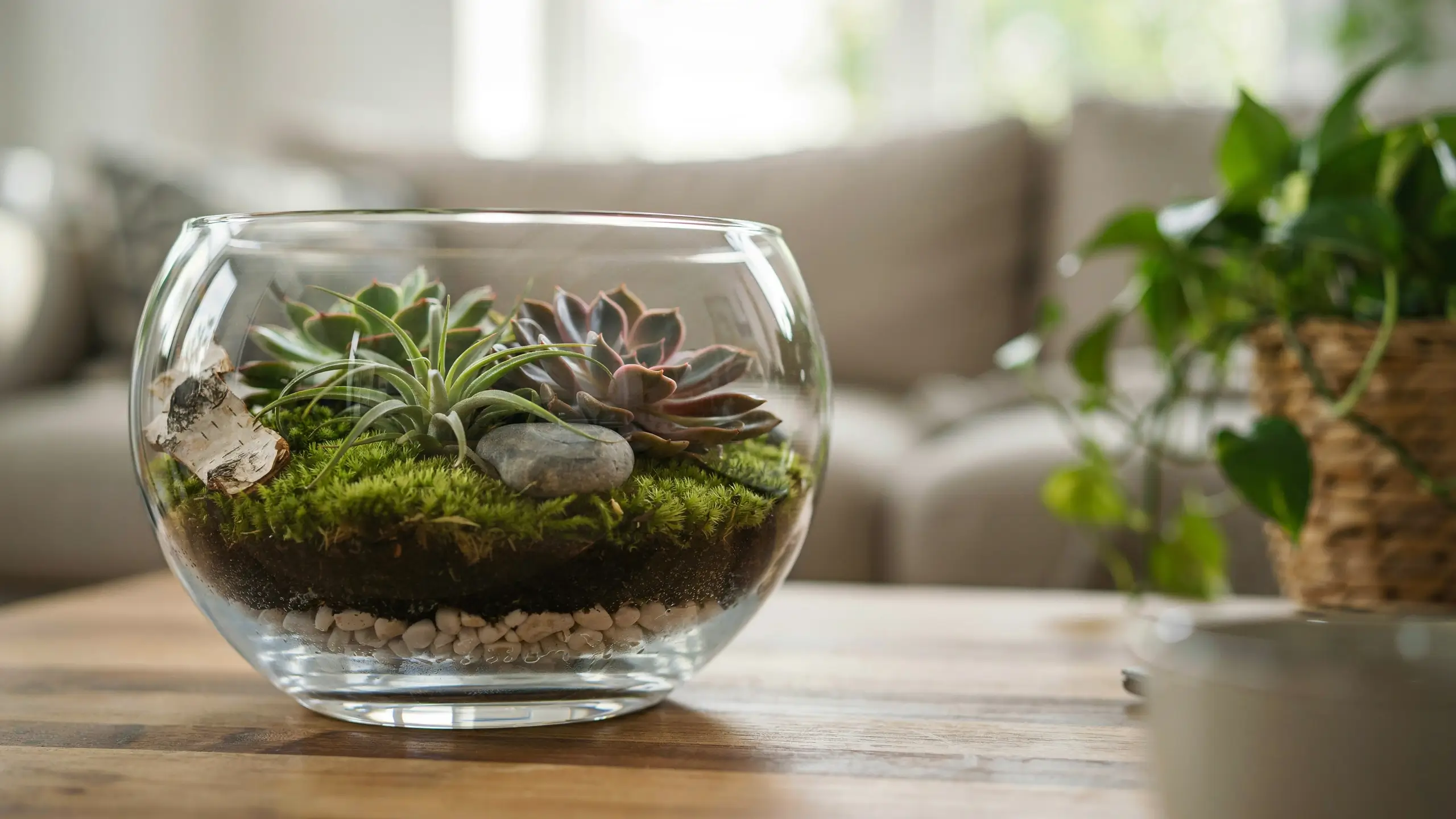A clear glass spring terrarium featuring green moss, succulent Echeveria plants, decorative stones, and white birch bark on a wooden table. 