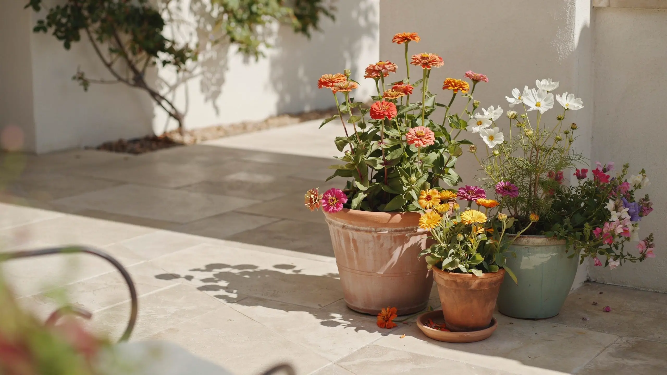 A vibrant cluster of terracotta and sage-green ceramic patio pots filled with blooming orange and pink zinnias and airy white cosmos flowers, sitting on a sun-drenched light stone patio outdoors.