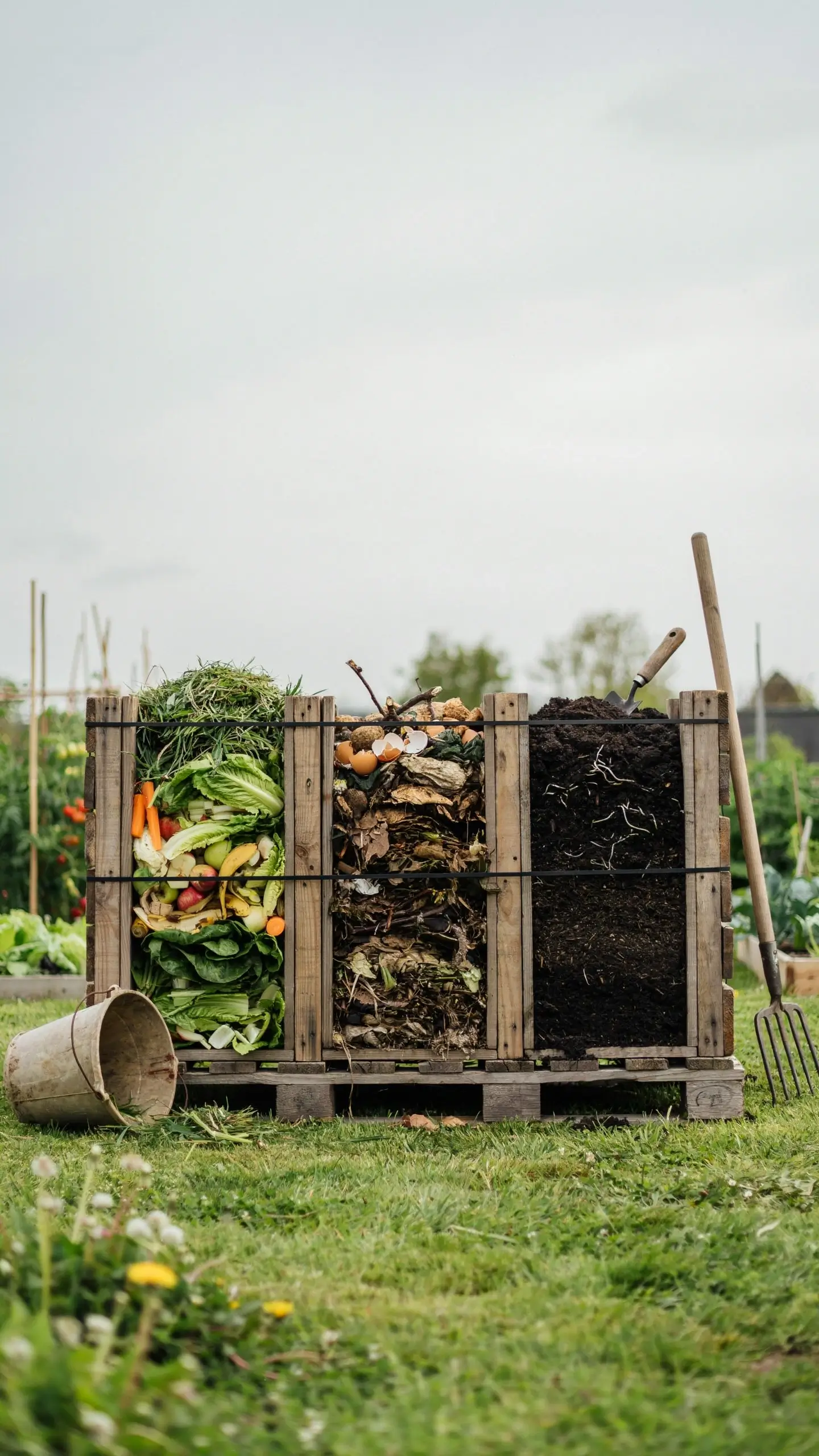 A three-bin wooden pallet compost system displaying fresh nitrogen-rich greens and vegetable scraps, mixed browns and transition materials, and fully decomposed dark humus in a backyard organic garden. 