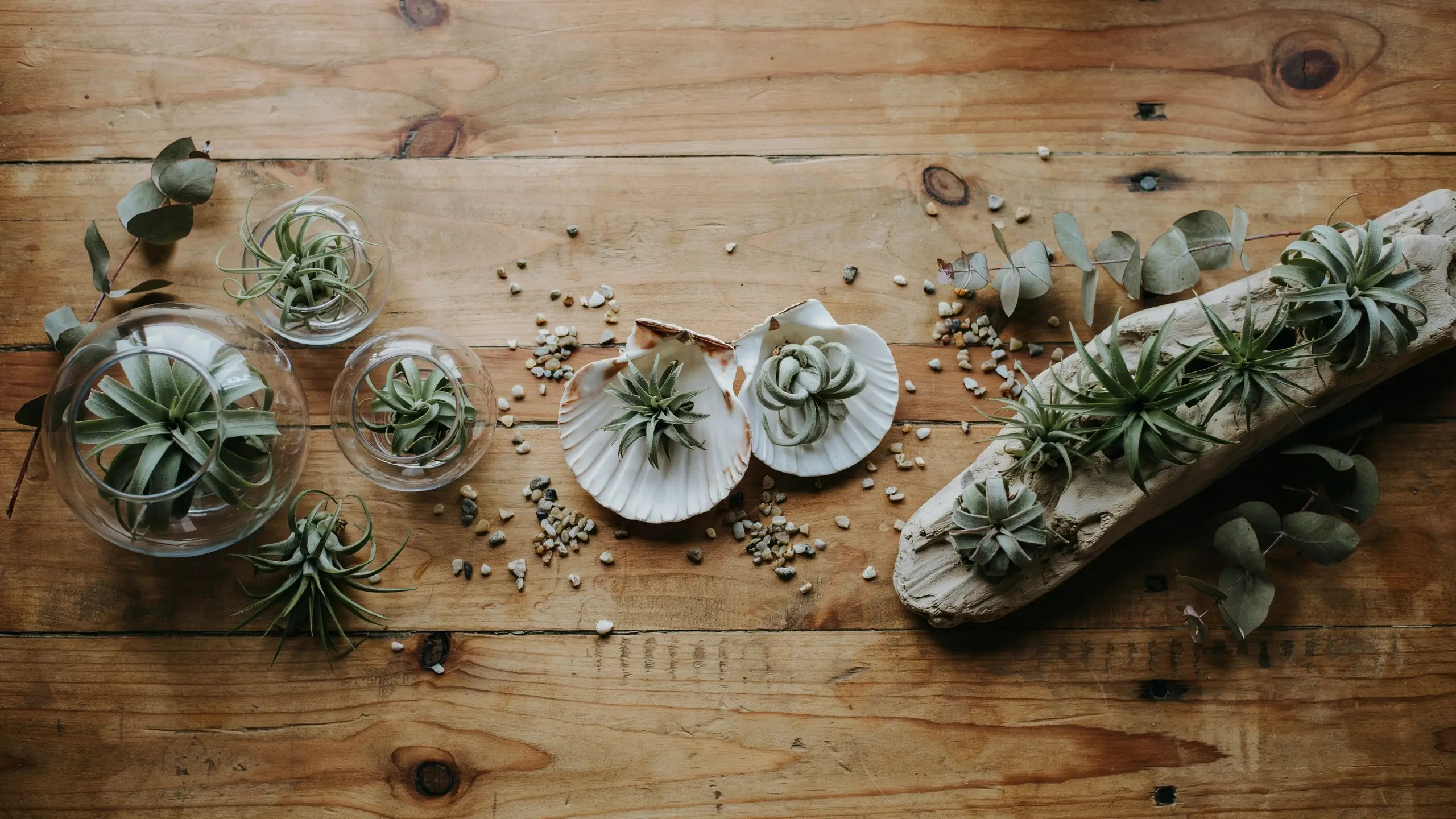 Assorted air plants (Tillandsia) styled in clear glass bowls, white clam shells, and on rustic driftwood across a knotty pine table.