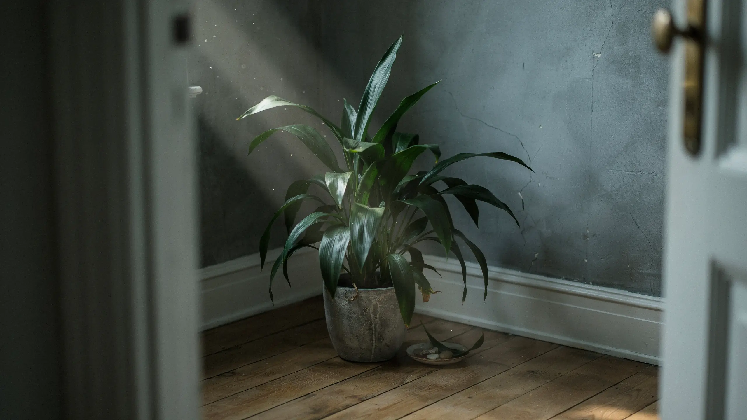 Aspidistra elatior Cast Iron Plant in a grey pot indoors, illuminated by sunlight on a wooden floor.