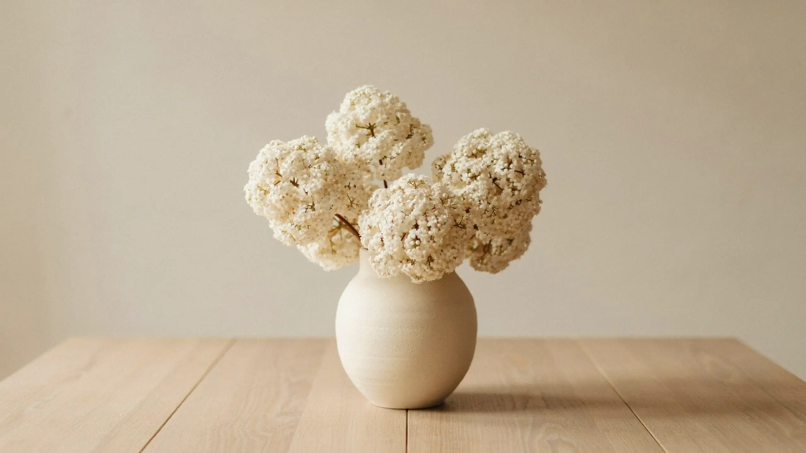 Dried snowball viburnum (Viburnum opulus) white flower arrangement in a minimalist beige ceramic vase on a light wood table