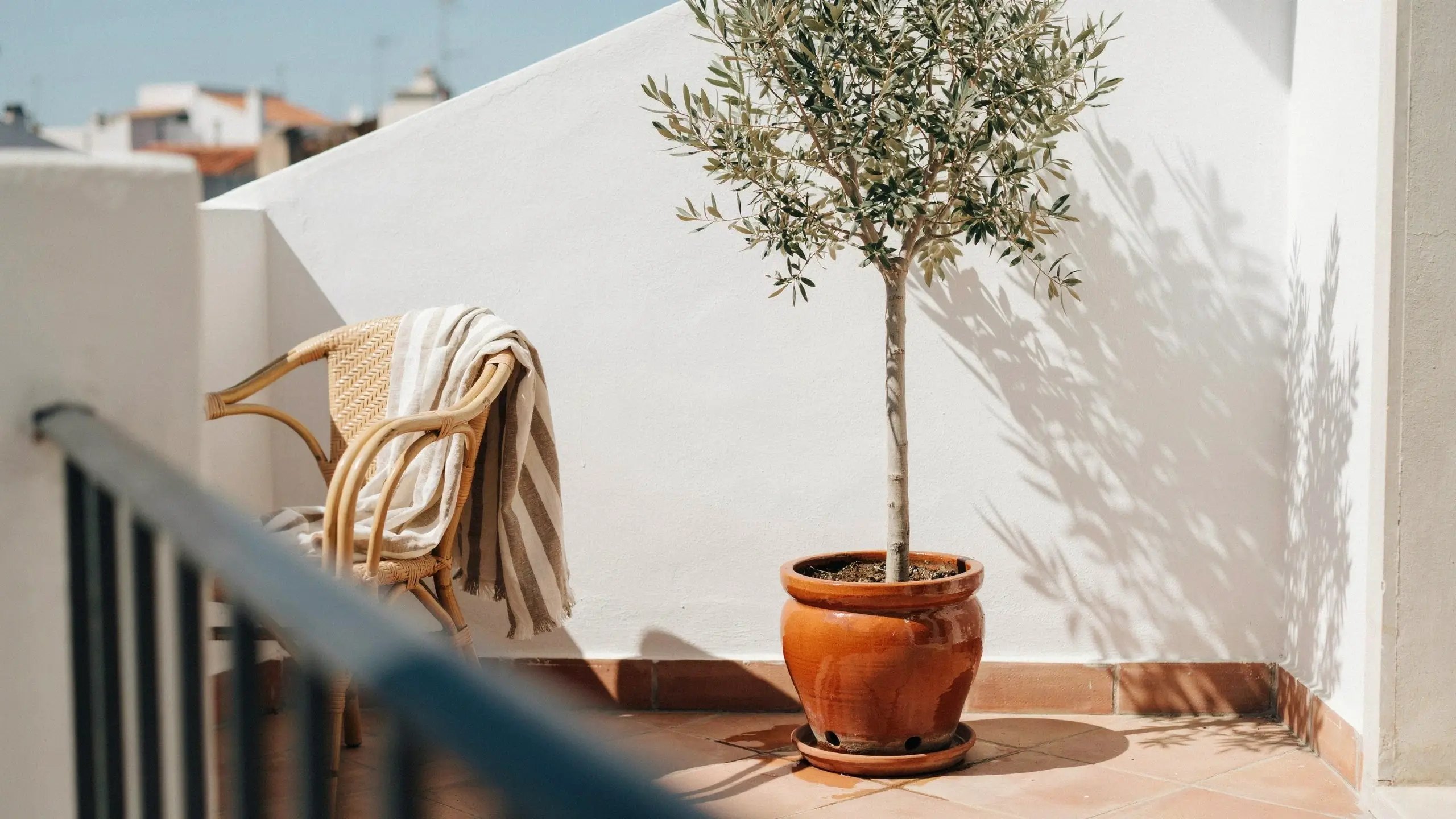 Potted dwarf olive tree in a terracotta pot on a sunny Mediterranean balcony with a wicker chair and striped throw blanket.