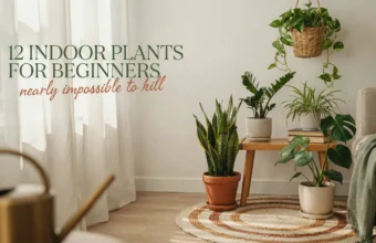 Collection of easy indoor plants for beginners, nearly impossible to kill, featuring snake plant, monstera, and pothos in a bright modern living room.