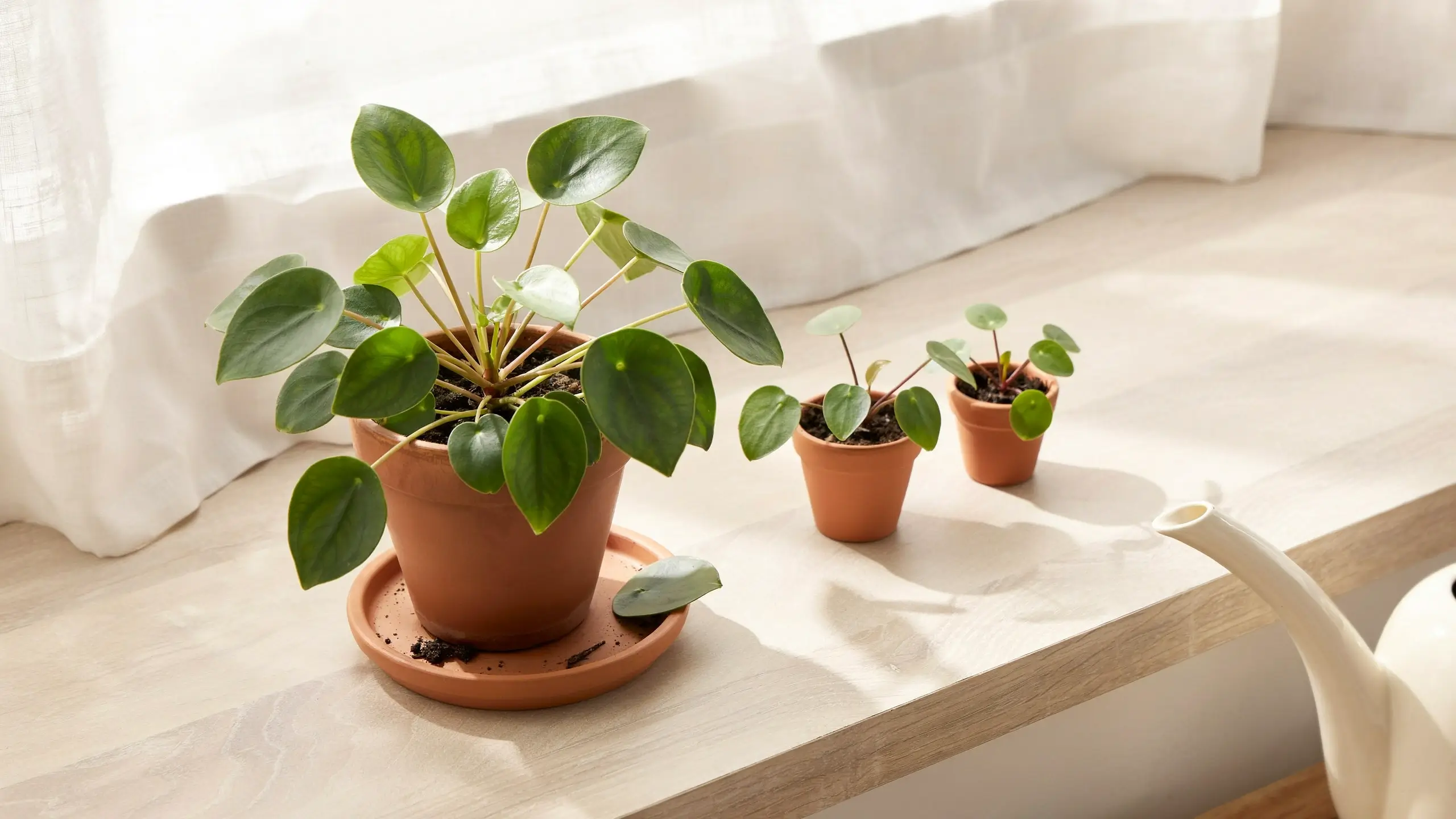 Large Chinese Money Plant (Pilea peperomioides) with two small propagated cuttings in terracotta pots on a sunny wooden windowsill.