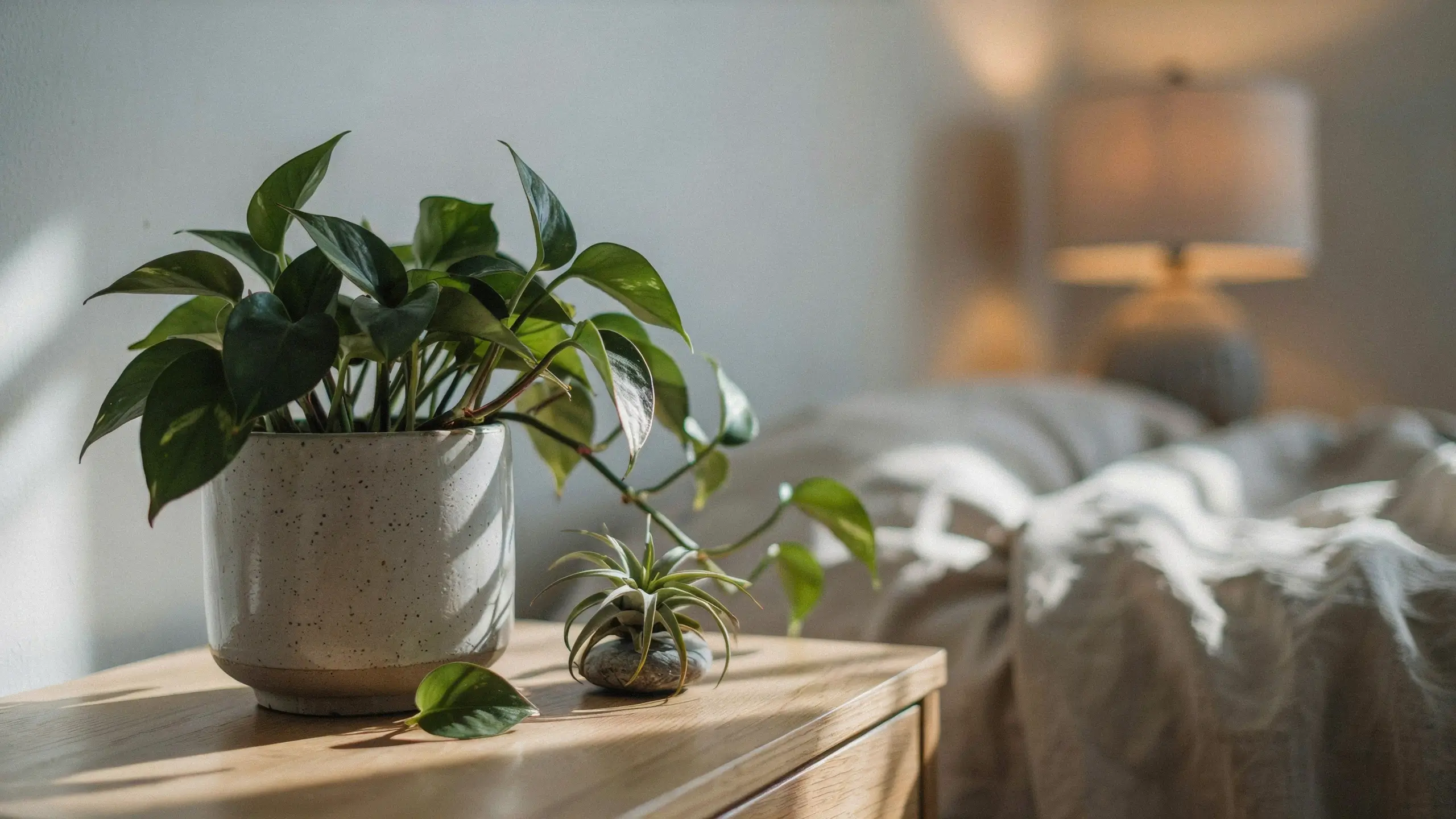 Green heartleaf pothos plant in a speckled ceramic pot and a small air plant resting on a stone, placed on a wooden nightstand in a cozy sunlit bedroom.