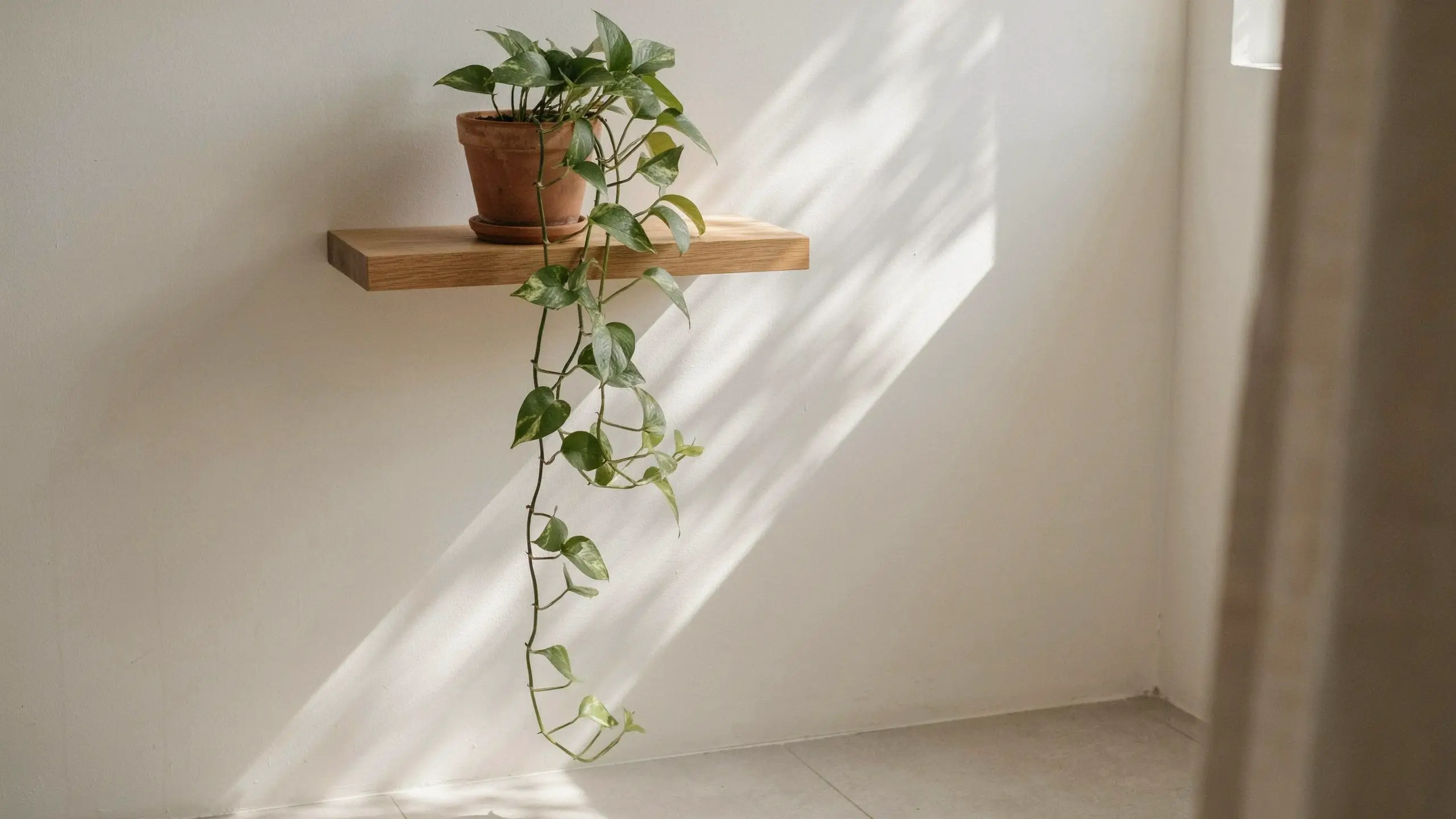 A trailing golden pothos plant in a terracotta pot resting on a simple, natural wooden floating shelf, illuminated by a sharp diagonal beam of warm sunlight against a white wall. This minimalist setting visually demonstrates the interior design principle of 'Bring In One Plant for Life and Depth' to add vitality to a space.