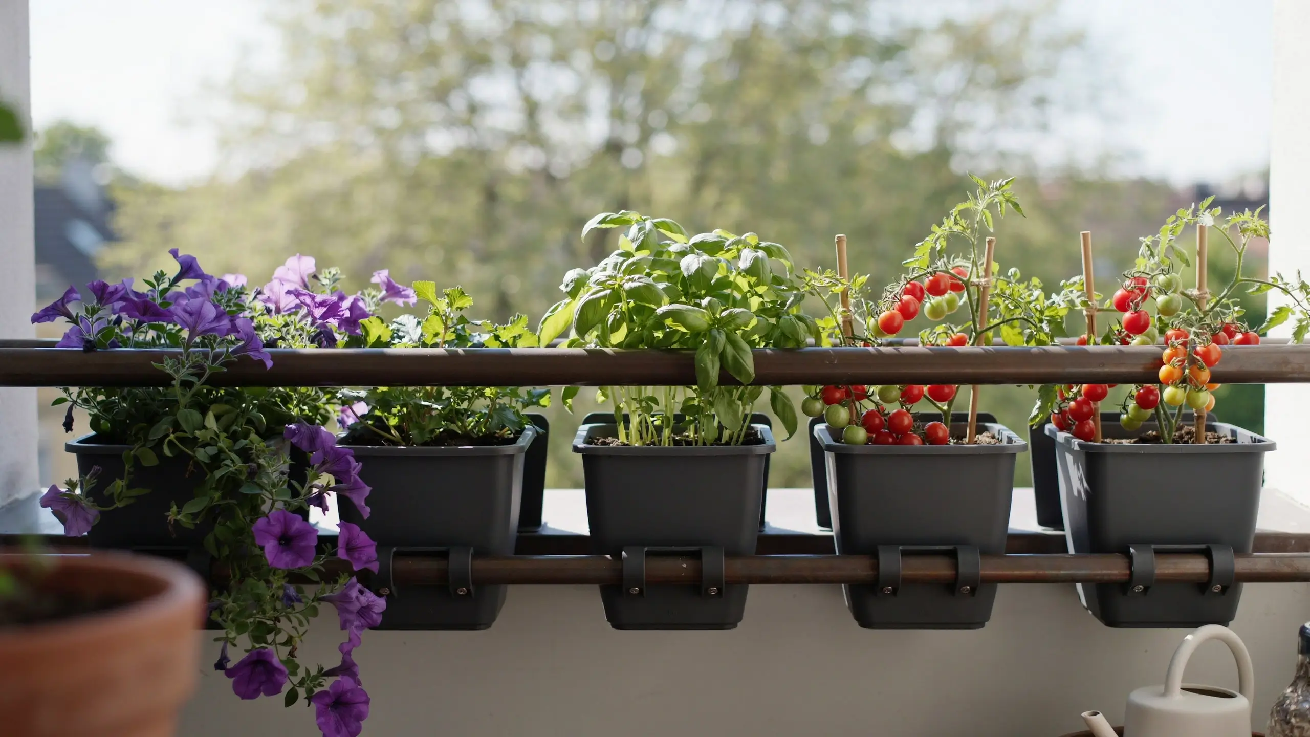Dark grey hanging planters attached to a brown metal balcony railing, overflowing with vibrant purple petunias, lush green basil leaves, and compact cherry tomato plants bearing ripe red fruit on bamboo support stakes.