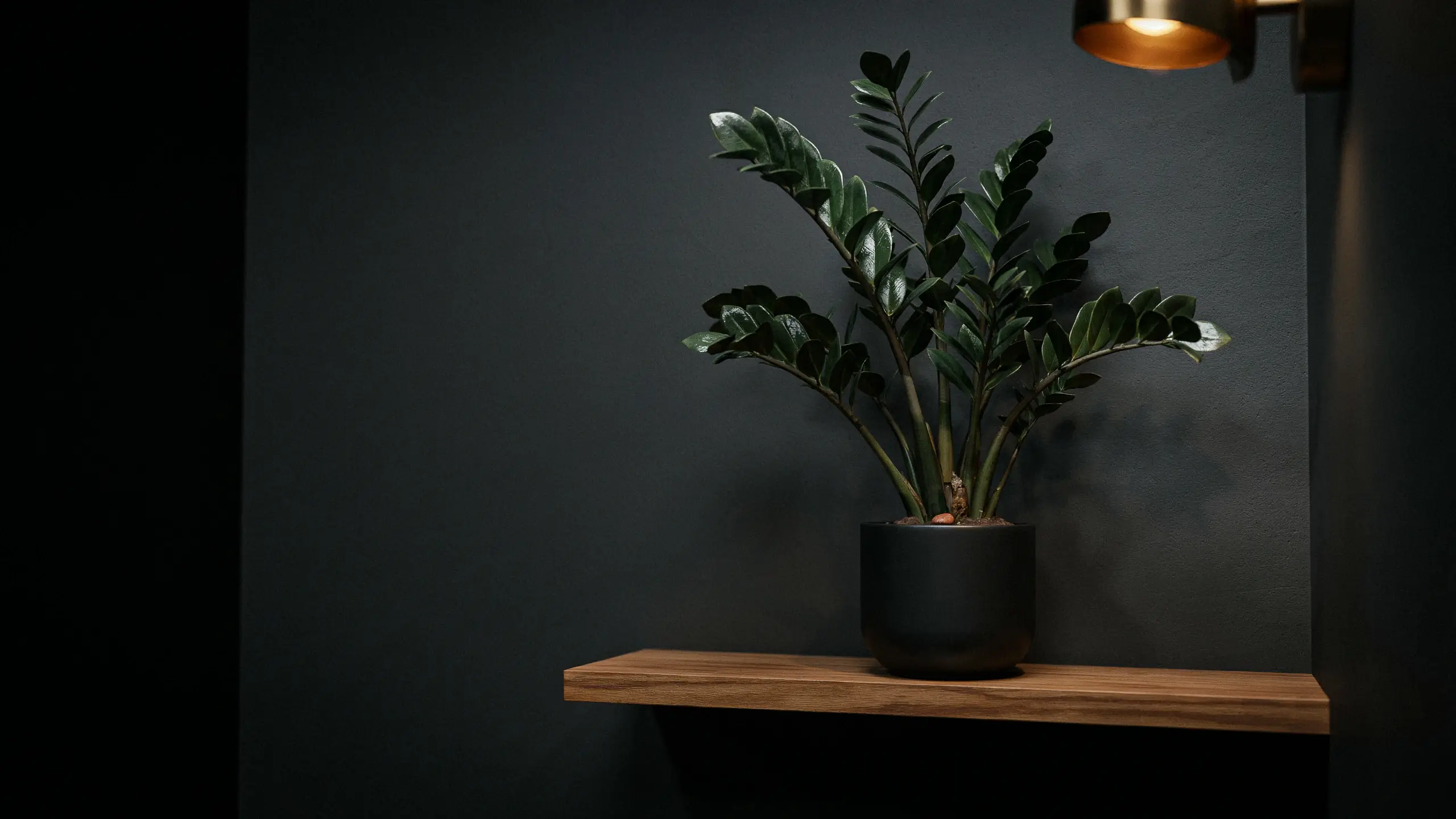 Indoor ZZ plant with glossy dark green leaves potted in a matte black ceramic planter, resting on a natural wood floating shelf against a dark charcoal wall, illuminated by a warm brass wall lamp.